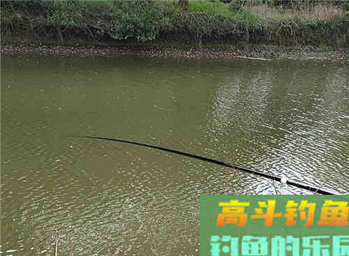 初春野钓大鲫鱼要什么技巧？老钓友教你两招