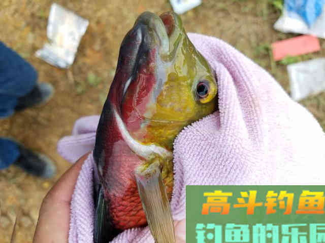 两广海南的钓鱼人,谈论钓罗非的技巧 两广海南的钓鱼人,谈论钓罗非的技巧