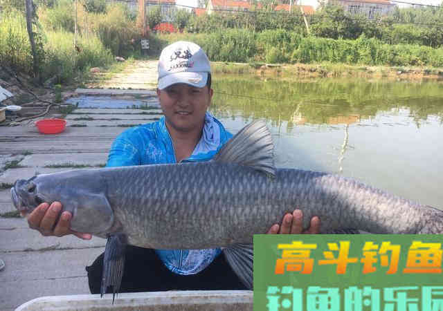 冬季钓青鱼必须掌握的4点技巧 冬季钓青鱼必须掌握的4点技巧