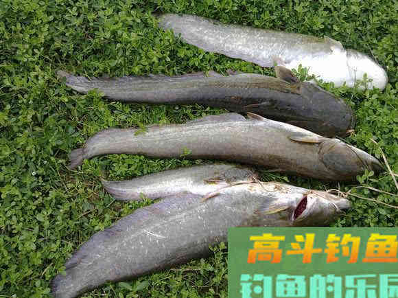 鲶鱼是否也适合路亚钓法？路亚鲶鱼掌握这4点很重要