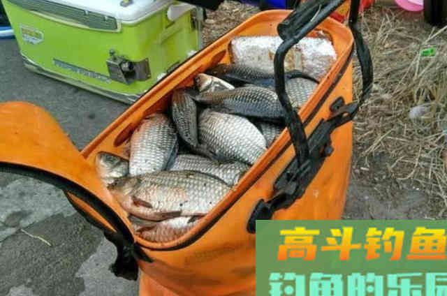 夏天不管在哪,一旦用上这鲫鱼钓法就爆护 夏天不管在哪,一旦用上这鲫鱼钓法就爆护
