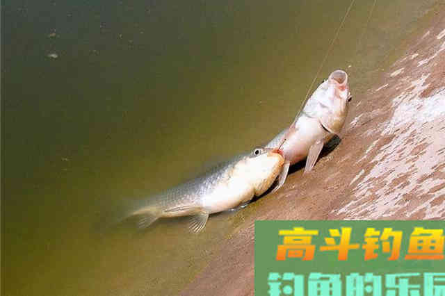 气温太低,板鲫只要按我说的钓,一根竿猛拉不断 气温太低,板鲫只要按我说的钓,一根竿猛拉不断