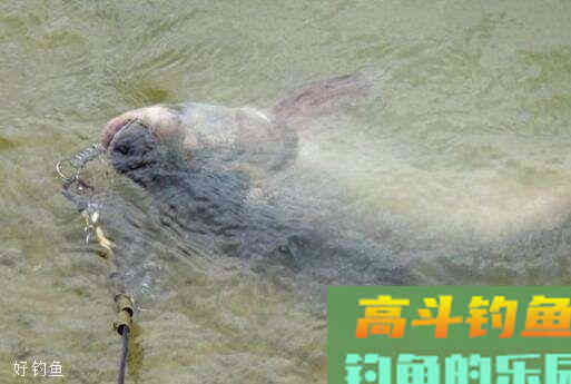 钓鲢鳙时为什么总是有口但提竿不中？