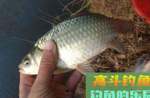 切记钓鲫鱼在这些情况下要调漂