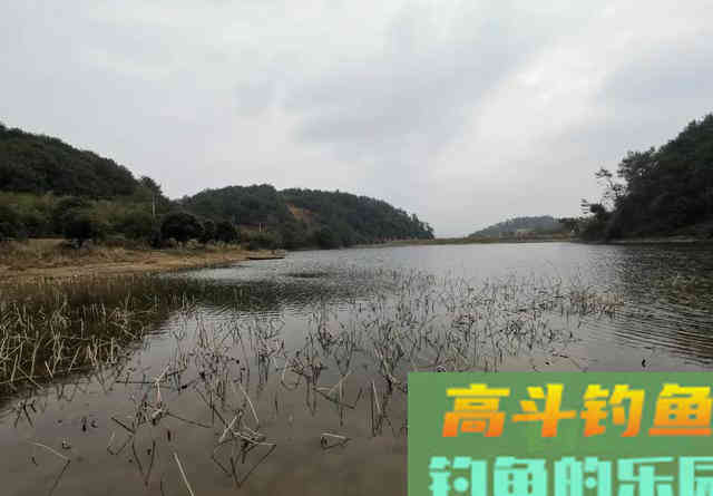 水库钓鲫鱼首选这三种钓位,尤其是初冬 水库钓鲫鱼首选这三种钓位,尤其是初冬