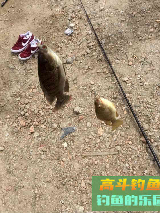 罗非鱼的习性解析，解析它爱谈恋爱的钓法