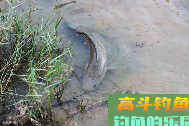 野外钓鲇鱼从习性开始研究 野外钓鲇鱼从习性开始研究