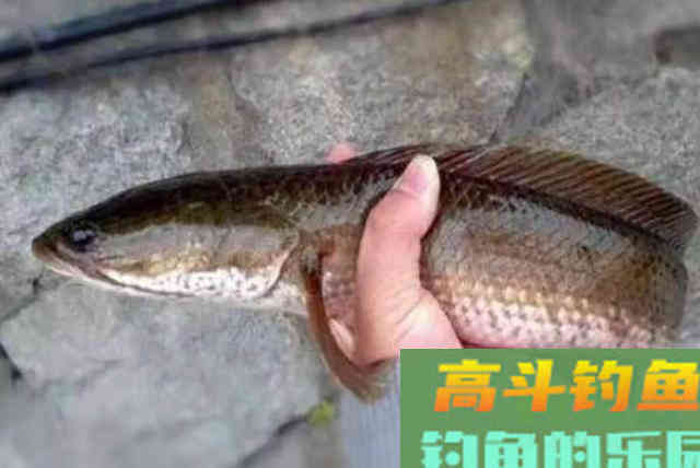 一放一收，这钓法果然是对付黑鱼的利器