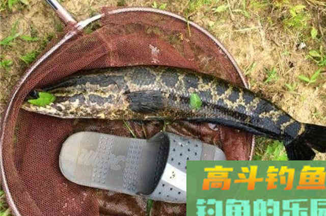 天气热，黑鱼才最不好钓？学会这3招比什么都重要