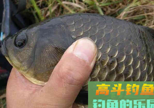 冬季野钓，大鲫鱼藏在哪？我来告诉你！