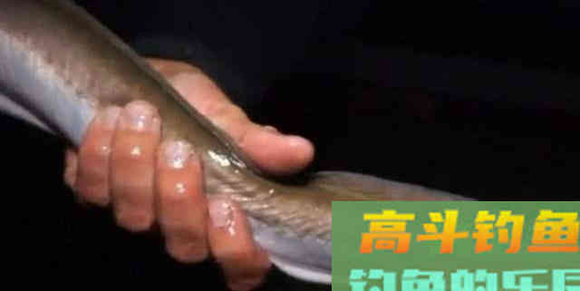 寿命50年的鳗鱼，产卵一次便死亡，要如何钓