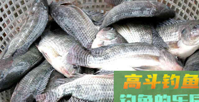罗非的由来,以及钓罗非的技巧和饵料使用 罗非的由来,以及钓罗非的技巧和饵料使用
