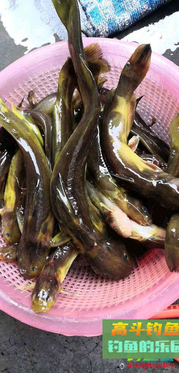 秋季钓黄骨鱼攻略，连竿并不难
