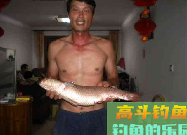 此鱼和挨饿的草鱼似有几分相像,生活在咸淡水交界处 此鱼和挨饿的草鱼似有几分相像,生活在咸淡水交界处