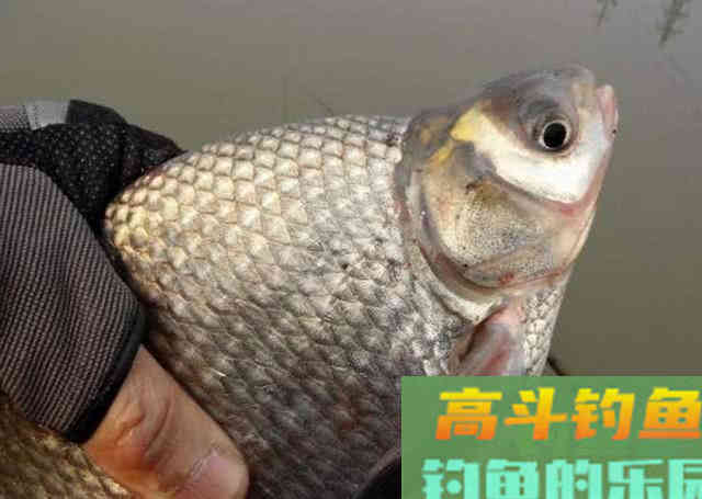 鳊鱼嘴馋属于傻鱼,分享一种特效饵和三种钓法 鳊鱼嘴馋属于傻鱼,分享一种特效饵和三种钓法