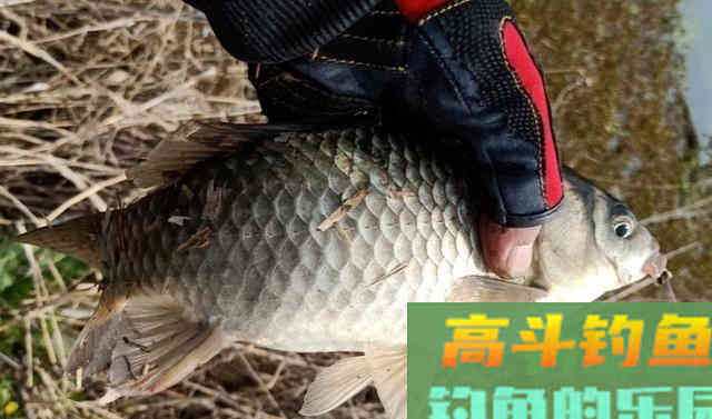 春季钓鲫鱼,雨天出钓11斤大板鲫鱼 春季钓鲫鱼,雨天出钓11斤大板鲫鱼