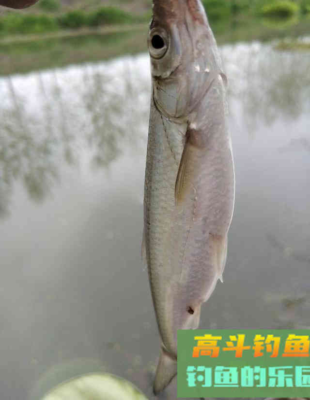 野河短竿抽钓，拉饵离底滑钓鲫鱼，30多条鲫鱼连竿咬钩