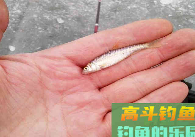 春季钓不好鲫鱼,不是水里没鱼和饵料不对,真相是这 春季钓不好鲫鱼,不是水里没鱼和饵料不对,真相是这