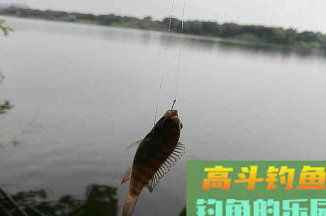 看看这些垂钓罗非心得，对你钓鱼有帮助