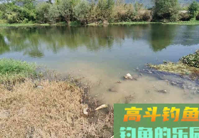 春雨绵绵，野钓黄辣丁最合适