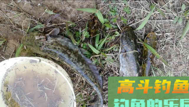 钓鲶鱼别再用猪肝打窝了,教你一招蚯蚓配散炮 钓鲶鱼别再用猪肝打窝了,教你一招蚯蚓配散炮