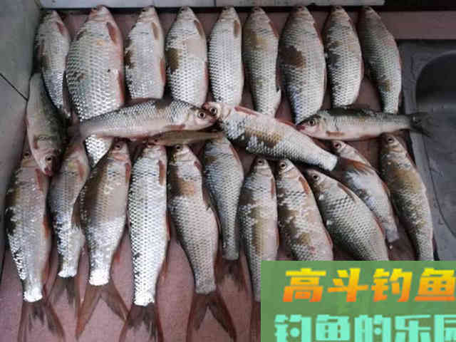 两斤的鲮鱼能切2.0的子线，这种鱼该如何垂钓？