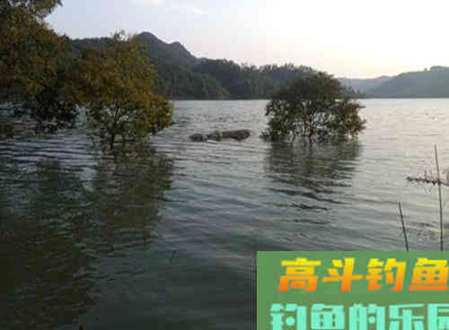 自然水域的野生草鱼,在秋季该如何作钓呢 自然水域的野生草鱼,在秋季该如何作钓呢
