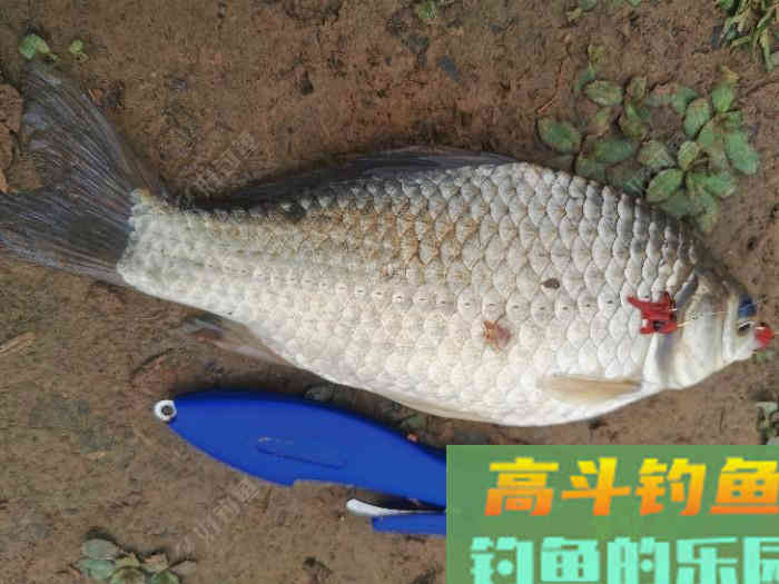 初春双竿钓鲫鱼的一点体会