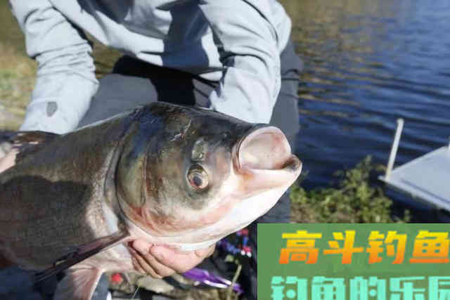 深秋的鲢子这么抽,连杆中鱼真不是事 深秋的鲢子这么抽,连杆中鱼真不是事