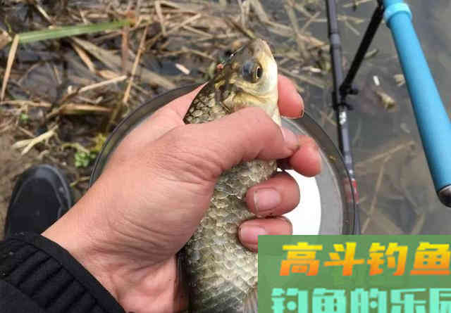 谁说冬季钓鱼必须钓深?这种几十公分的浅滩照样能上大鲫鱼 谁说冬季钓鱼必须钓深?这种几十公分的浅滩照样能上大鲫鱼
