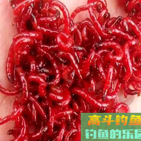 如何钓好鲫鱼？软竿，细线，小钩即可