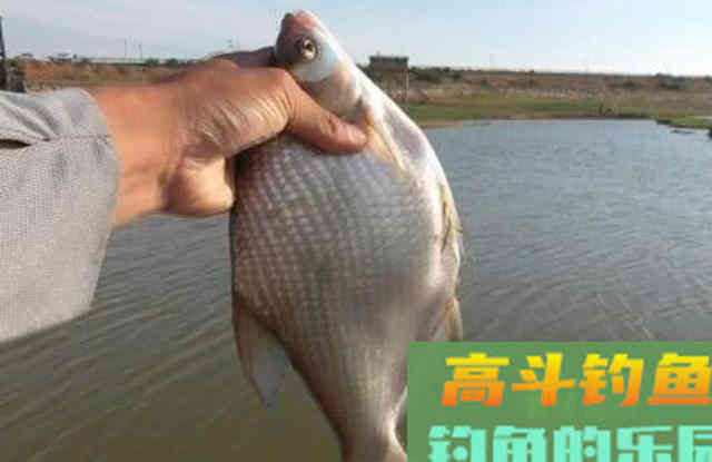 天一热,我只要有这鳊鱼钓法,渔获不愁 天一热,我只要有这鳊鱼钓法,渔获不愁