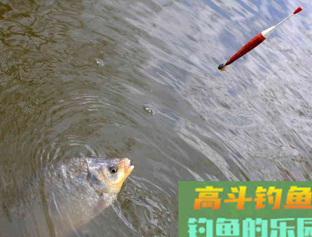 垂钓到深秋的大鲫鱼,一思路和三技巧可谓是锦囊妙计 垂钓到深秋的大鲫鱼,一思路和三技巧可谓是锦囊妙计