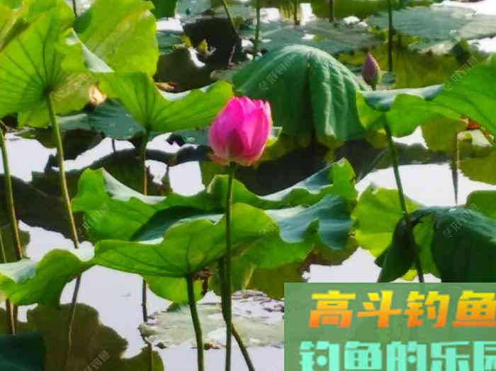 钓鲢鳙鱼3个因素与找鱼层方法,以及气温等技巧 钓鲢鳙鱼3个因素与找鱼层方法,以及气温等技巧