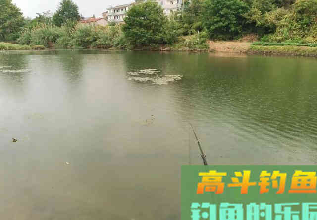 谁说钓鲫鱼非得用短竿?遇到这3种情况,鱼竿用7.2米都可以 谁说钓鲫鱼非得用短竿?遇到这3种情况,鱼竿用7.2米都可以