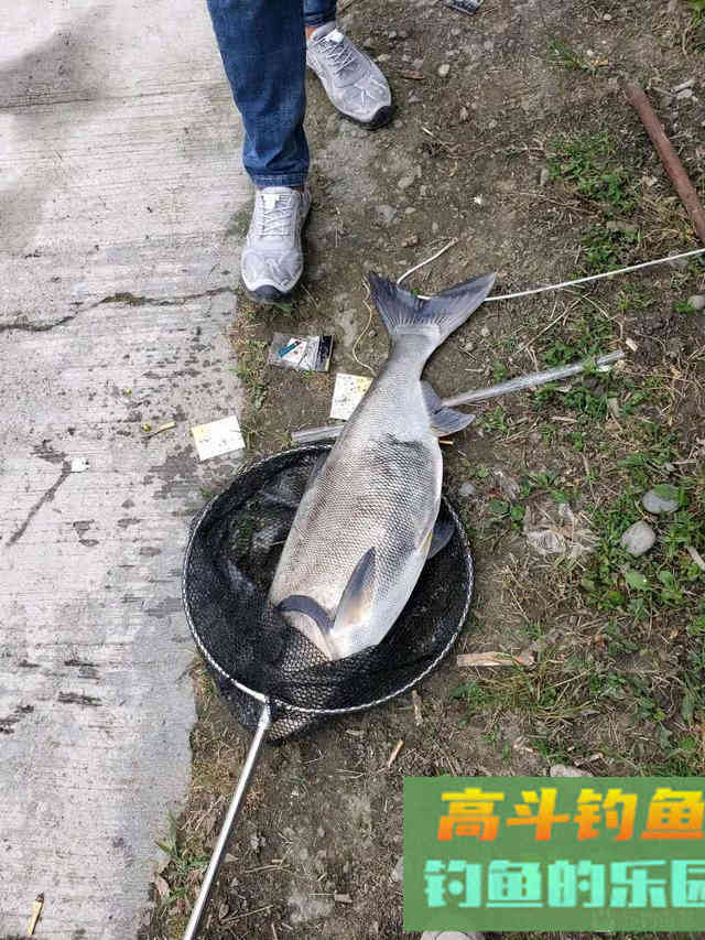 春钓鲢鳙攻略，春季遛鱼拉力担当，全方位钓法分析