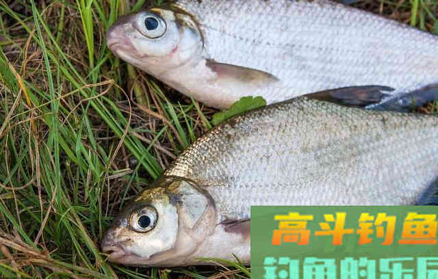 夏季水库这样钓鳊鱼,鱼口根本停不下来 夏季水库这样钓鳊鱼,鱼口根本停不下来