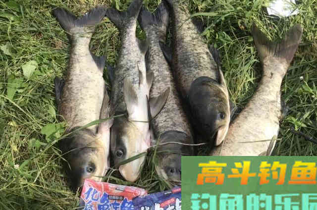 九月钓鲢鳙鱼的一些基本作钓技巧，解决不好钓问题