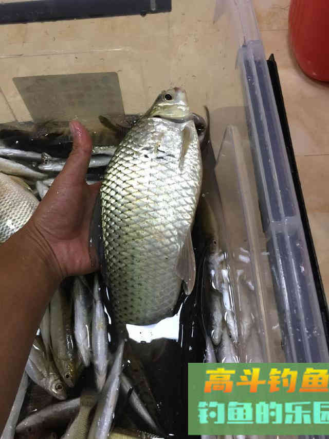 降温后野钓鲮鱼攻略,饵料和添加很关键 降温后野钓鲮鱼攻略,饵料和添加很关键