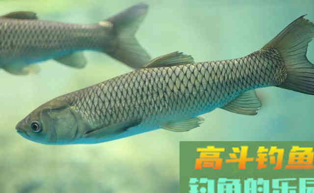 鲫鱼的哭泣!前有狼后有虎,在广东生存为何这么难 鲫鱼的哭泣!前有狼后有虎,在广东生存为何这么难