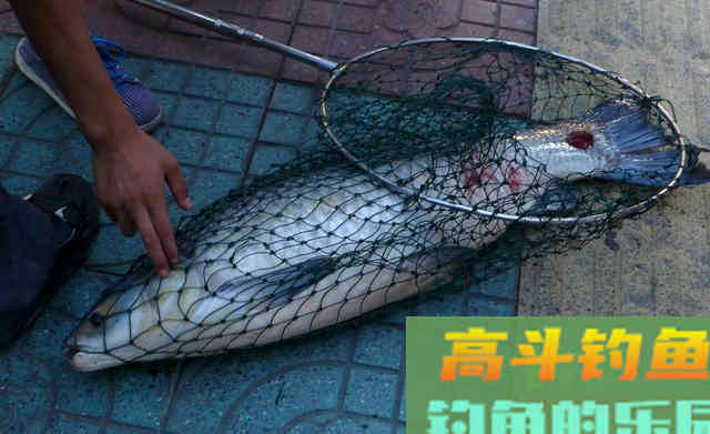 黑坑钓青鱼正口少、锚得多?要了解前因后果 黑坑钓青鱼正口少、锚得多?要了解前因后果