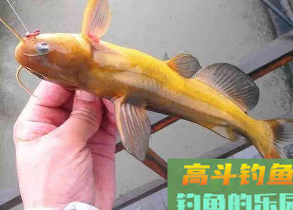 黄颡鱼这样钓，一块猪肝，一包蚯蚓，爆护
