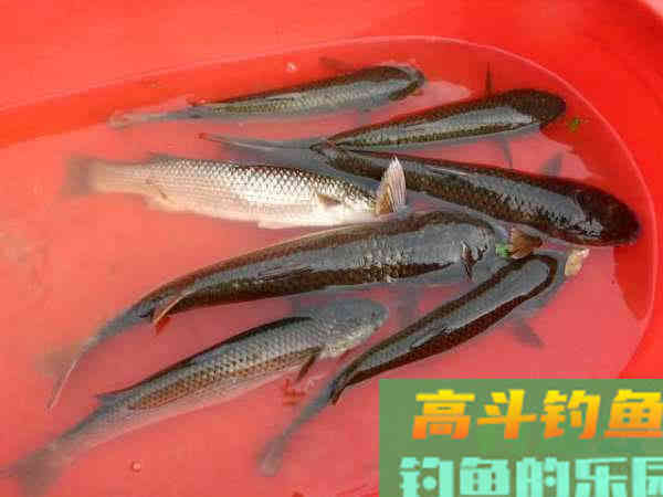 鲻鱼如何钓,钓内河鲻鱼的方法与技巧 鲻鱼如何钓,钓内河鲻鱼的方法与技巧