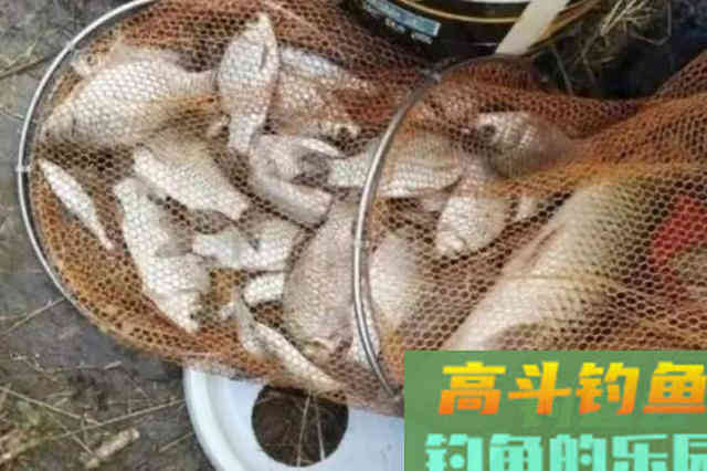 说出来你可能不信，天气越热这套鲫鱼钓法越管用
