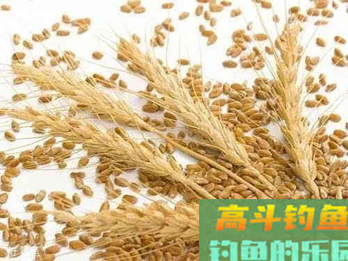 六种钓鲫鱼用饵技巧
