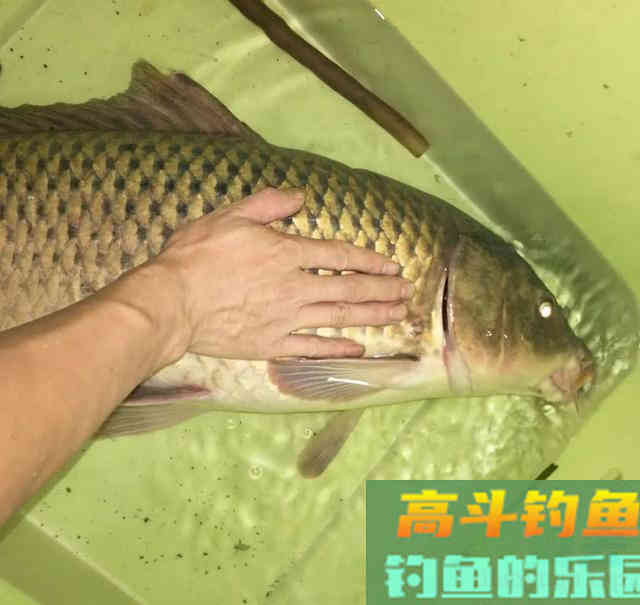 冬天能钓到鲤鱼吗?只是钓位与饵料要讲究 冬天能钓到鲤鱼吗?只是钓位与饵料要讲究