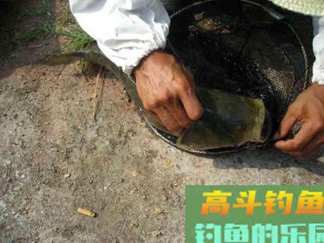 两种鲢鳙的简单钓法,和钓鲢鳙的饵料配方 两种鲢鳙的简单钓法,和钓鲢鳙的饵料配方