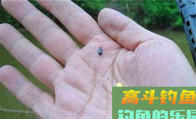 秋钓大鲫鱼:长竿短线七星漂,钓水草、钓背阴 秋钓大鲫鱼:长竿短线七星漂,钓水草、钓背阴