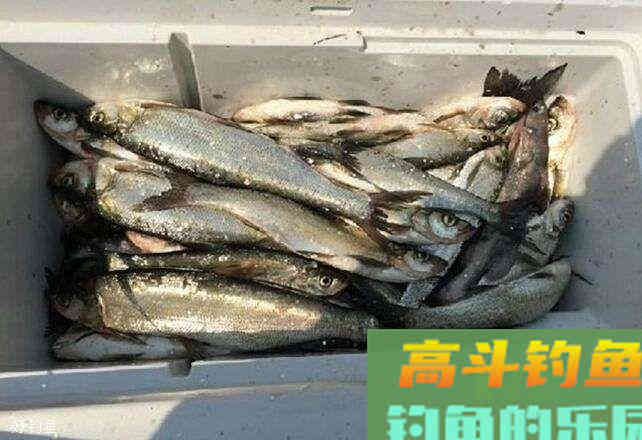 野钓翘嘴三个小诀窍,不愁鱼获 野钓翘嘴三个小诀窍,不愁鱼获