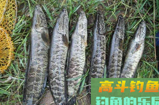 野钓黑鱼为啥不用蚯蚓饵？却选用小杂鱼的原因技巧
